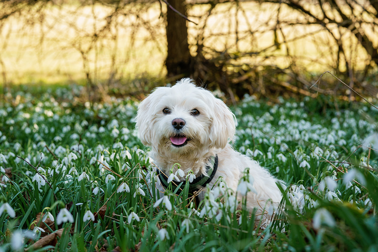 犬の季節ごとの健康管理！注意すべきケアポイントについて