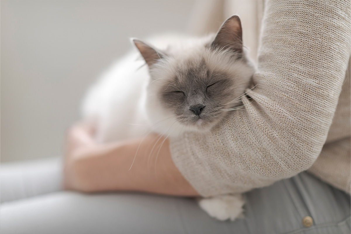 猫に好かれてるサイン8選！猫が大好きな人だけにする行動をご紹介！