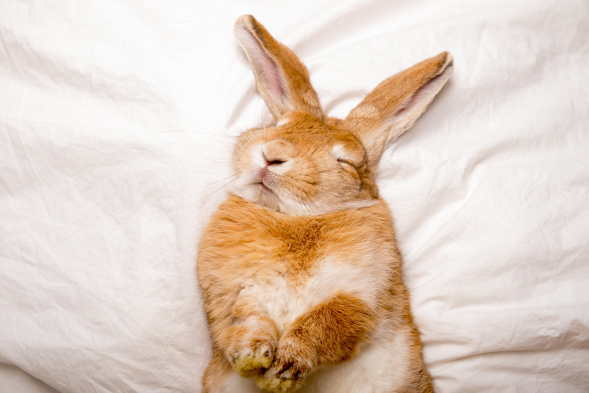 思わず見とれちゃう！うさぎの可愛い仕草５選