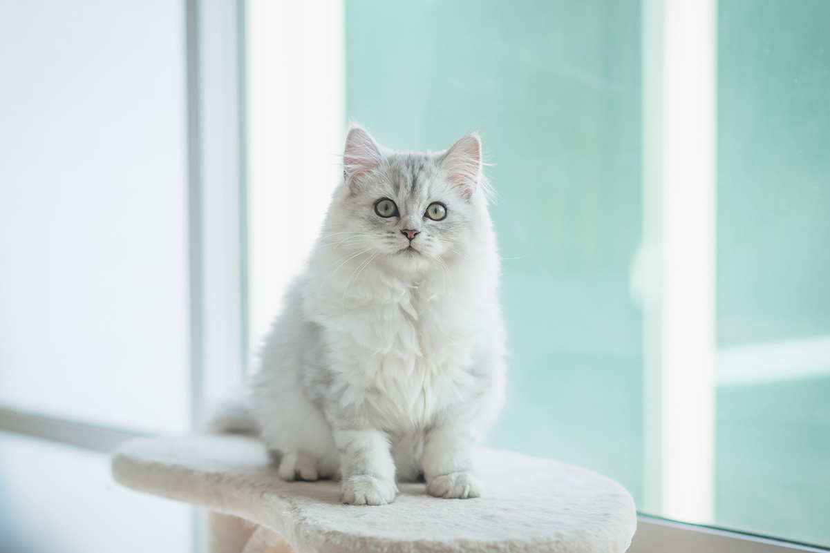 猫は言葉を理解してる？名前を呼ぶと返事する猫としない猫の特徴