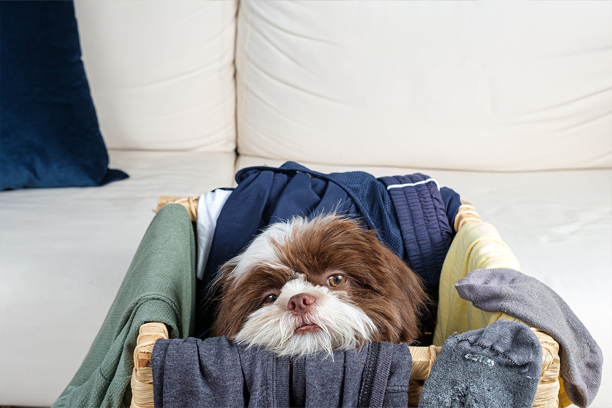犬が飼い主の服の上で寝る理由！匂いに安心する？寂しいから？