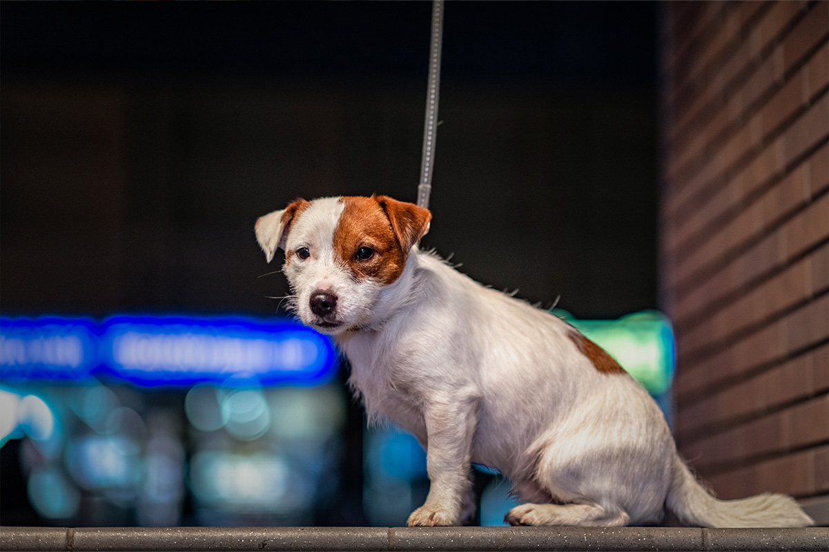 愛犬と「夜のお散歩」をしても大丈夫？メリットとデメリットを解説！