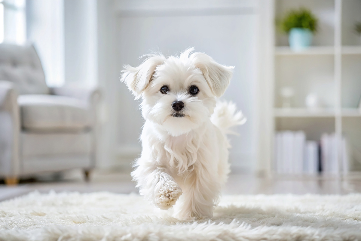犬のしっぽでわかる感情とは？しっぽの振り方や役目について