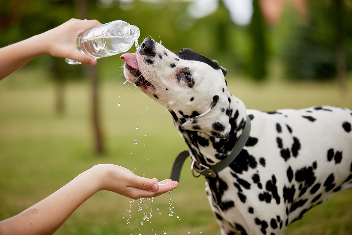 犬も水分補給が大切！1日に必要な飲水量と適切な水の与え方