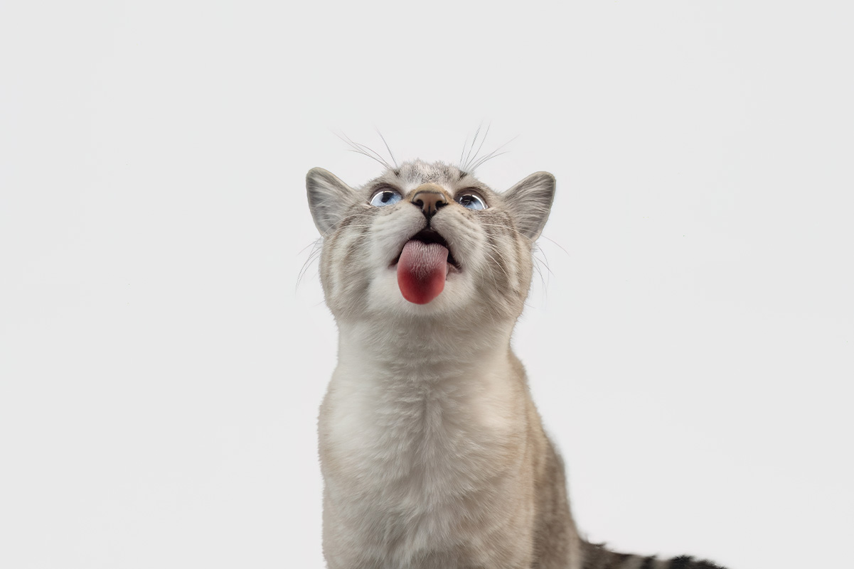 猫が暑い時に行うサイン5つ！快適に過ごせる温度は？暑さ対策まとめ