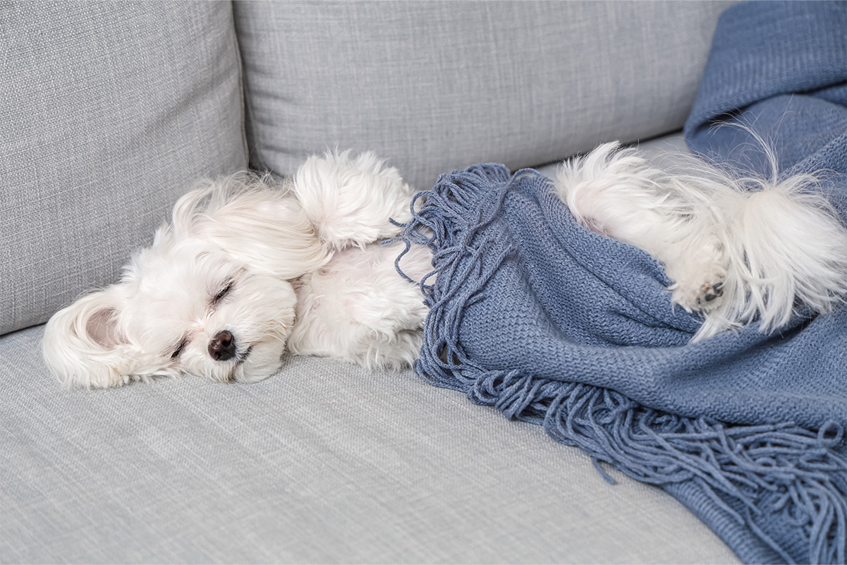 犬が寝る前に「くるくる」「ほりほり」、その心理とは？