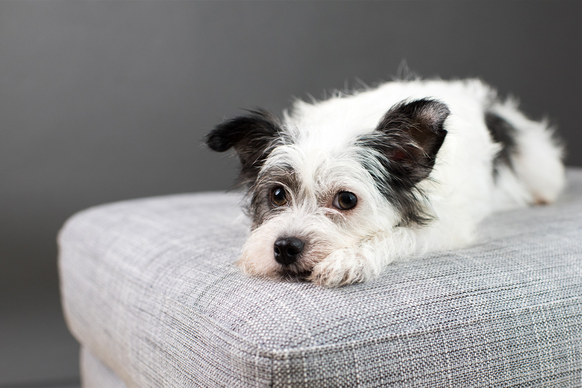 人見知りする犬の4つの行動。克服する方法をご紹介！