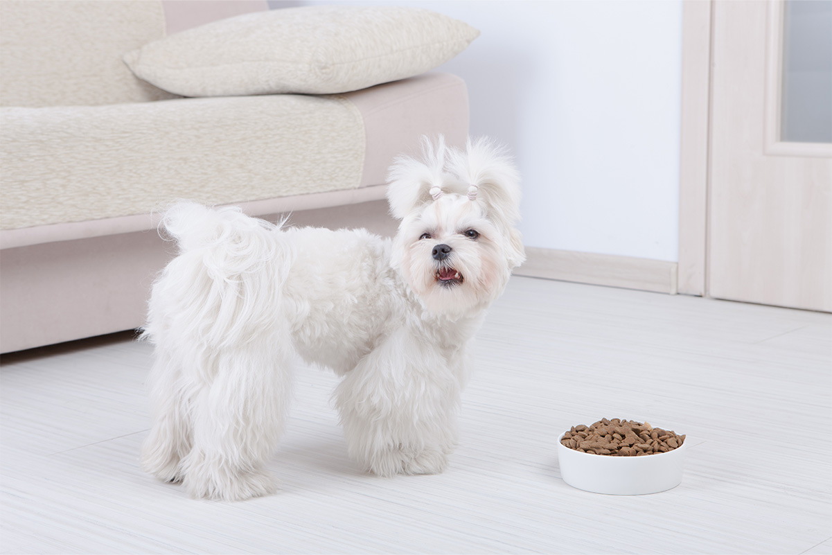 犬がごはんを食べない！考えられる5つの理由と対処法
