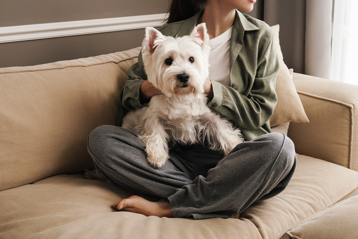 犬が人の上に乗ってくる理由・その心理とは？