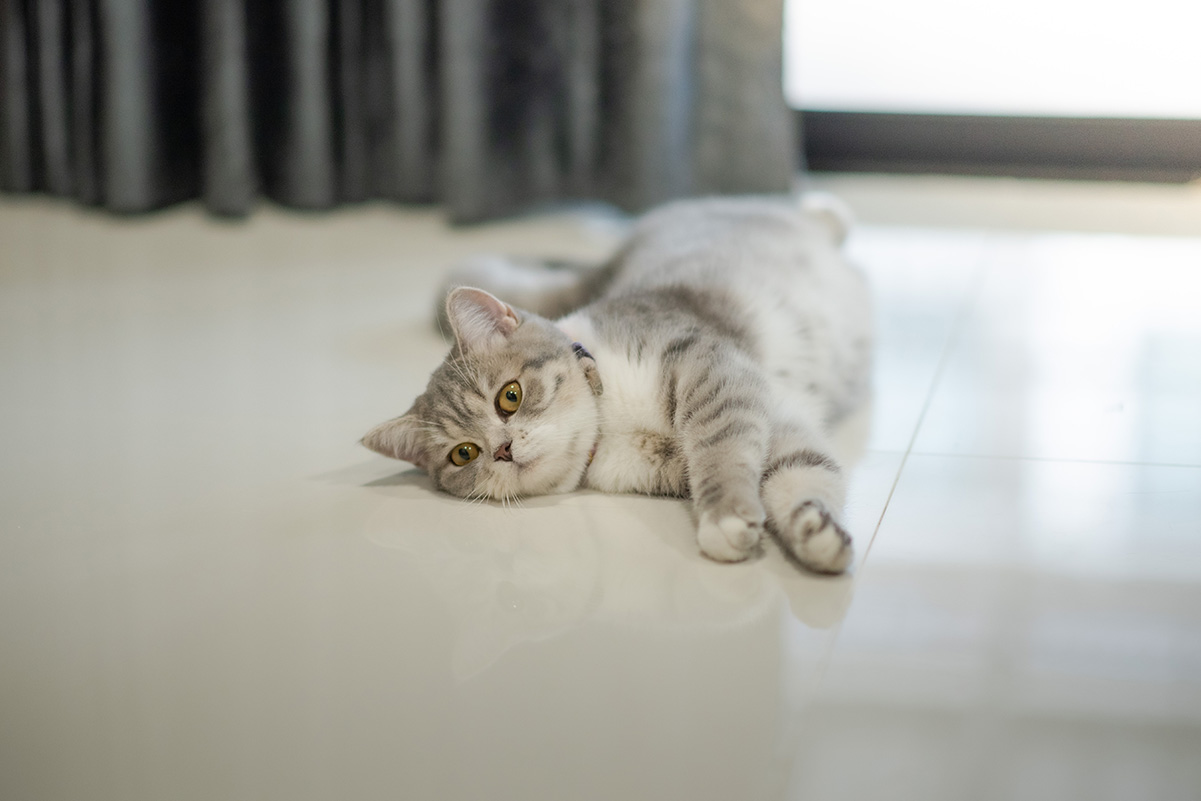猫がお腹を見せる5つの理由。撫でても大丈夫？くねくねするのはなぜ？