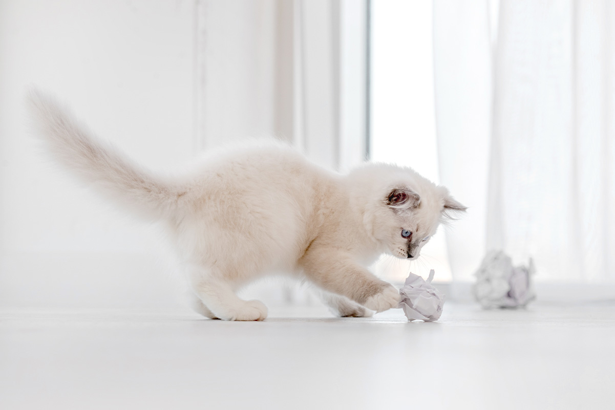 猫の行動科学に基づいた適切な遊び方とおもちゃの選び方