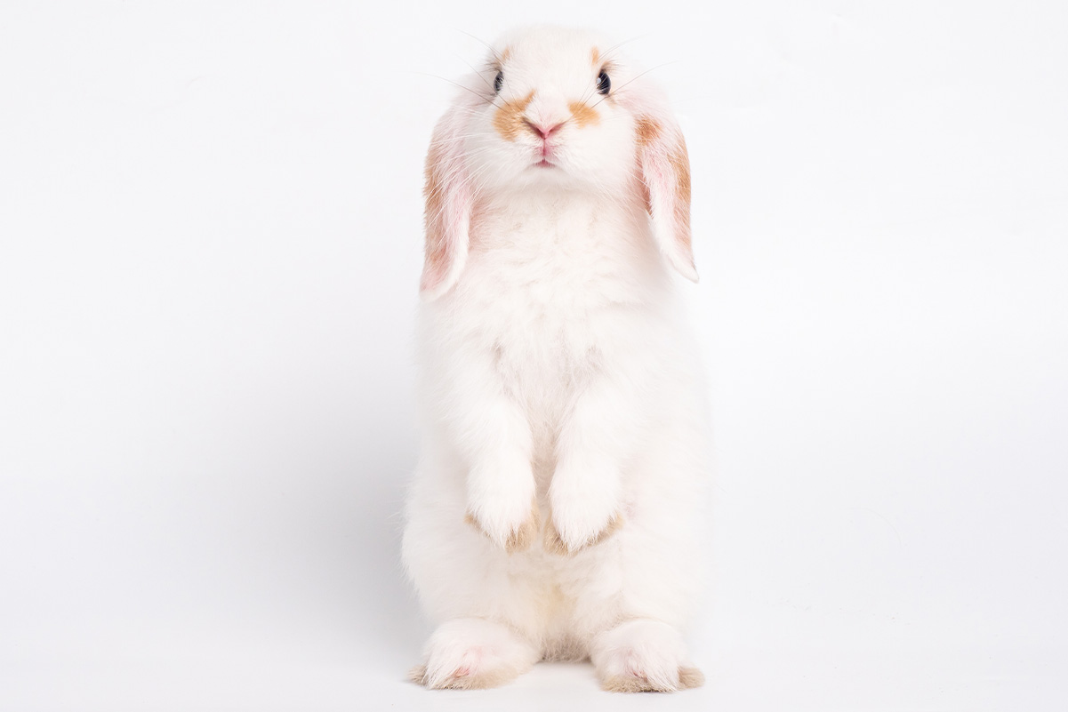 うさぎの不機嫌サイン3選！鳴いたり噛んでくるのはどんな意味？