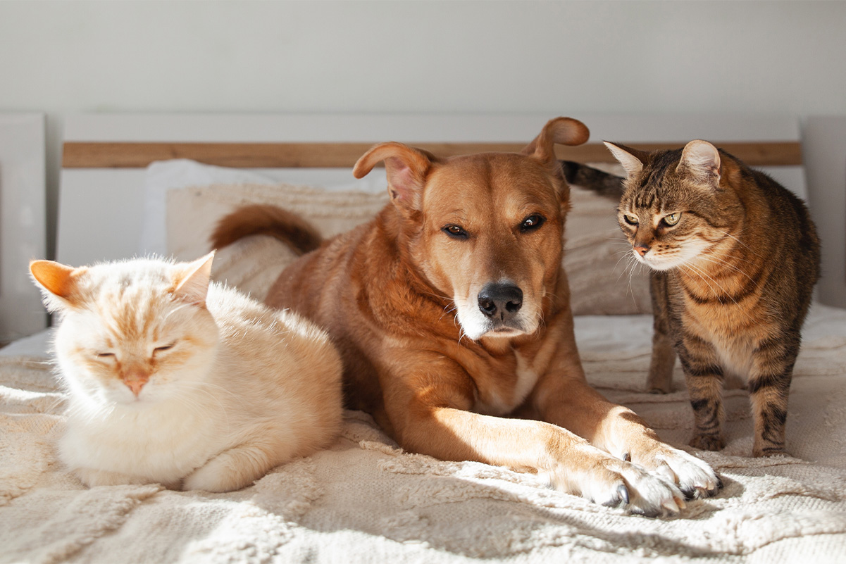 犬と猫の多種飼い！メリット・デメリットと注意点をご紹介