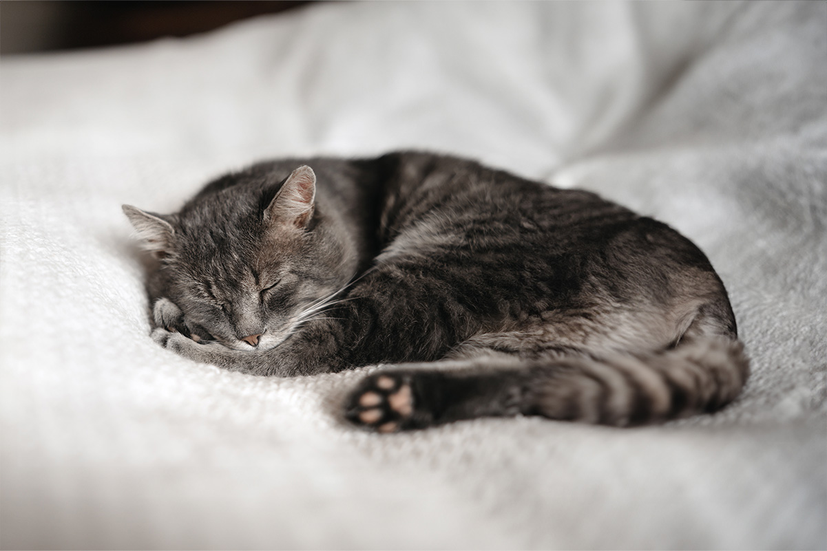 高齢猫のケア シニア猫のための特別なケアと注意点