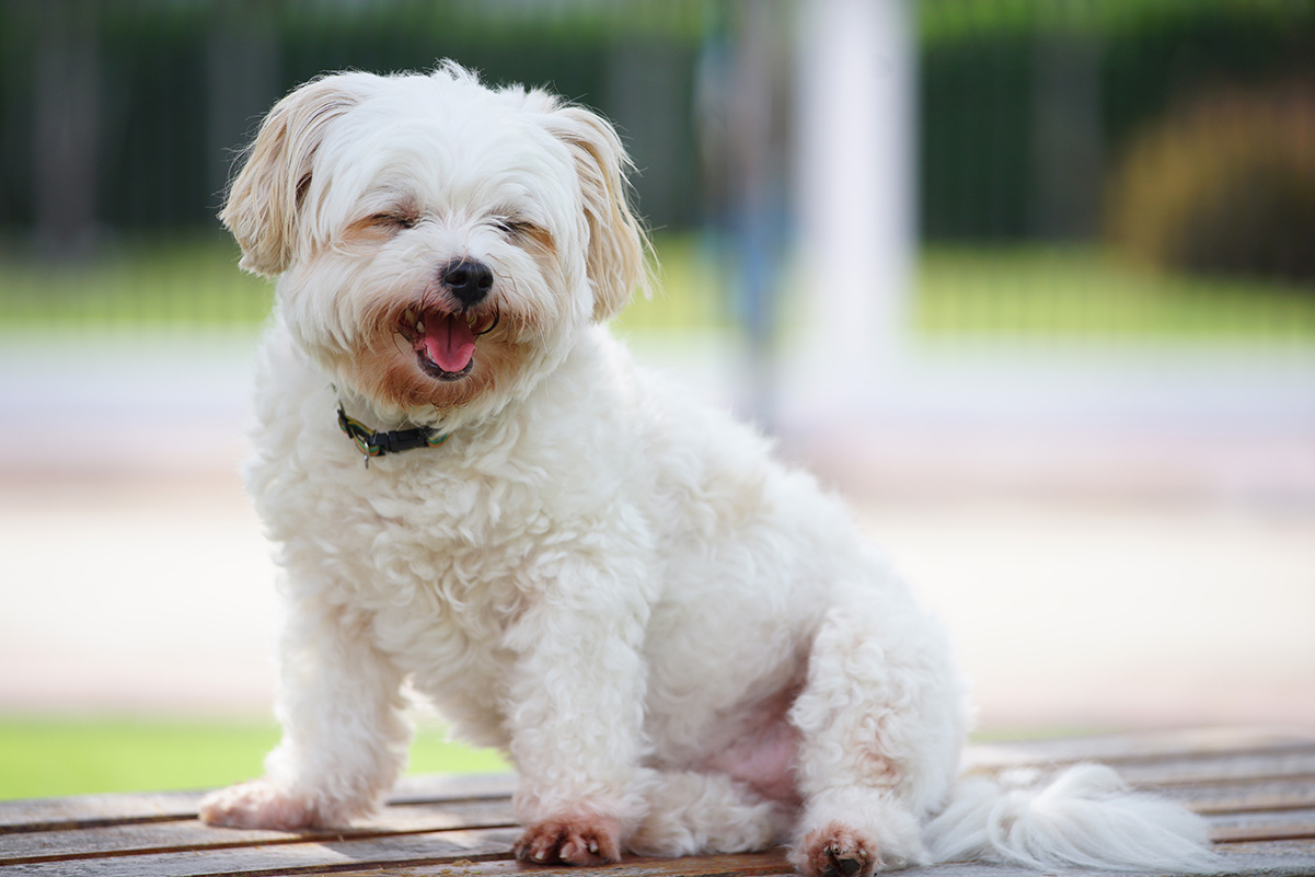 犬の空腹サイン5つ！お腹が空いた時に犬がとる行動とは？