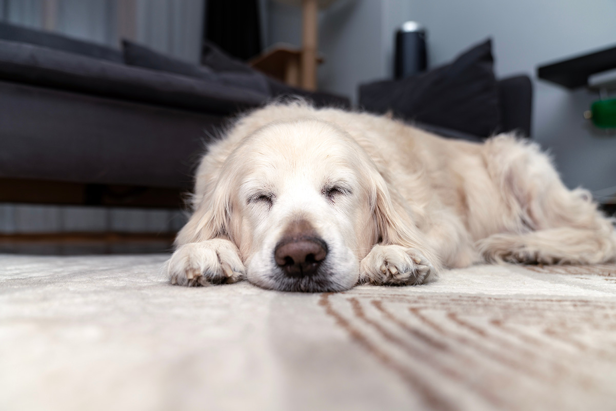 犬の睡眠サイクルを知ろう！快適な睡眠環境づくりのヒント