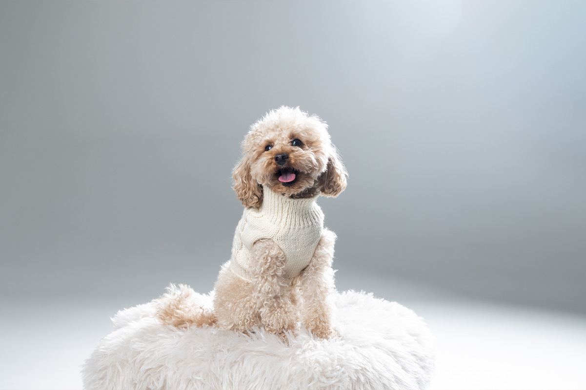 犬の服を選ぶためのガイド！サイズの測り方や選び方のポイント