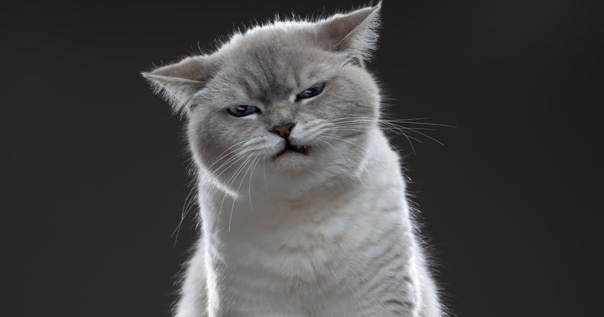 猫は怒ると噛む？怒る時の仕草や威嚇のサイン4選｜Column ｜ Levees レビーズ “ Animal Rights! ” 動物の権利を ...