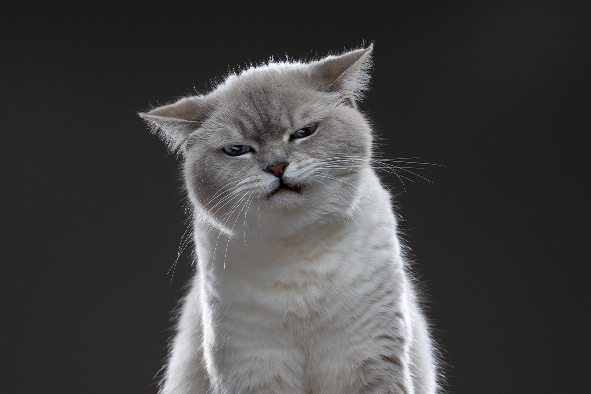 猫は怒ると噛む？怒る時の仕草や威嚇のサイン4選