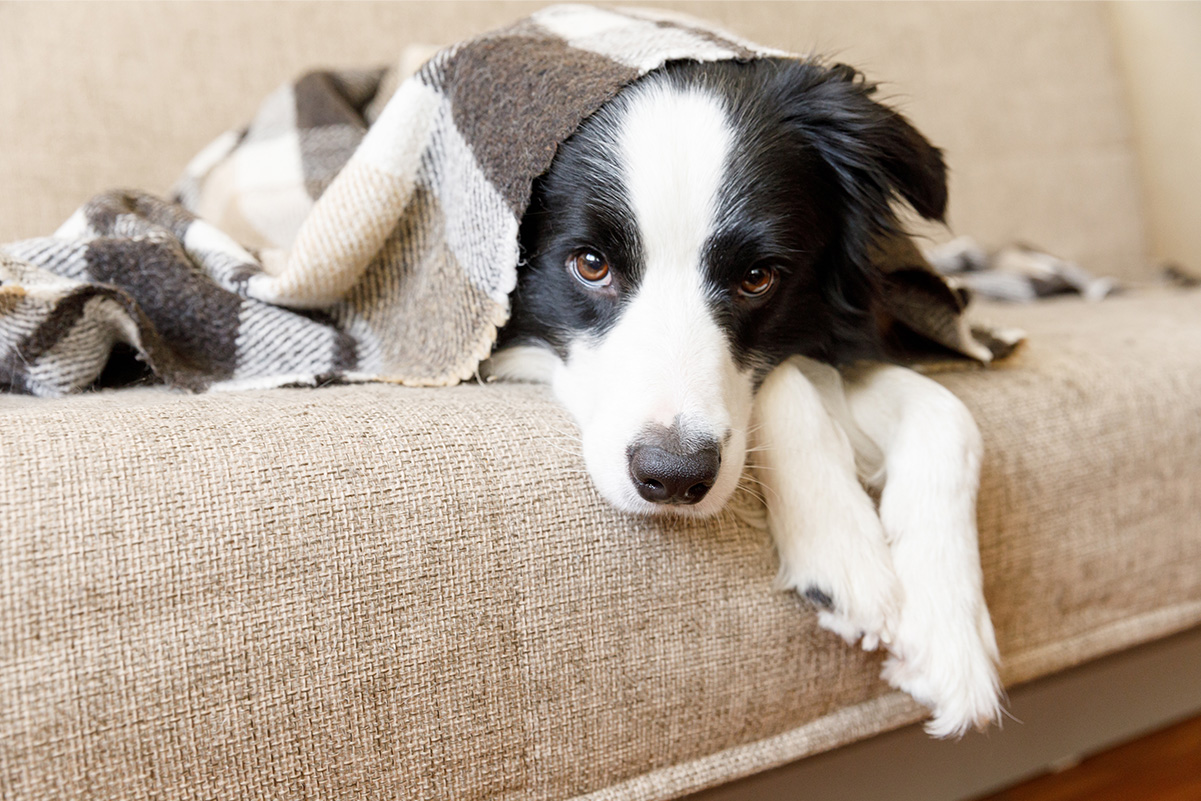 犬のための冬のケア