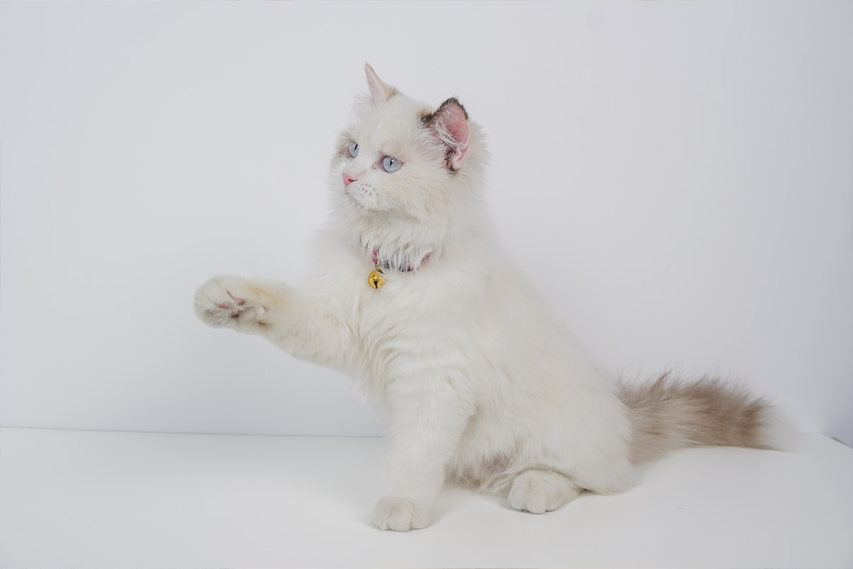 猫の必殺技「猫パンチ」！パンチをする心理と可愛い仕草集！