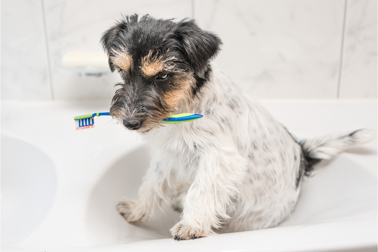 犬の歯磨きの重要性と正しい方法