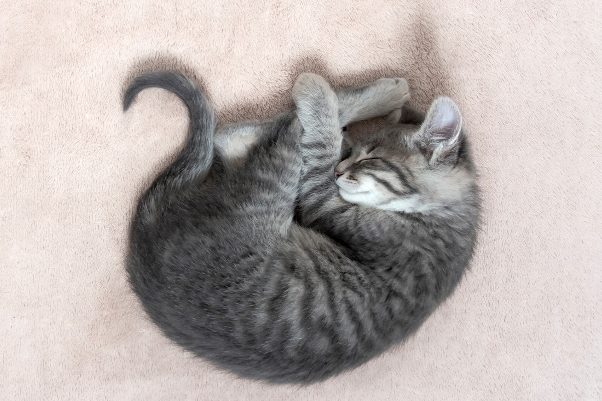 猫のかわいらしい寝相「アンモニャイト」とは？行動の理由を徹底解説
