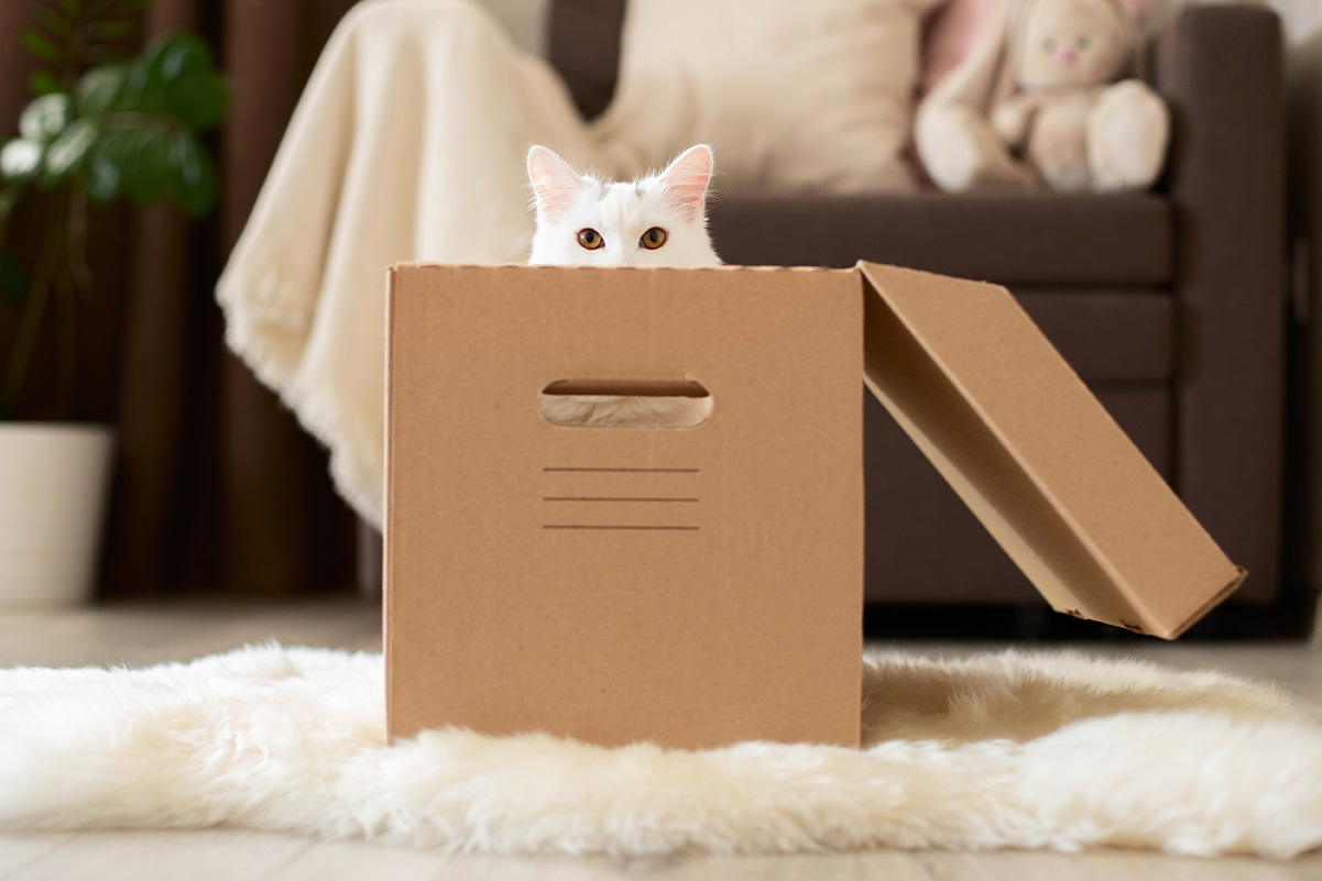 猫の習性を利用したおすすめの室内遊びアイデア4選