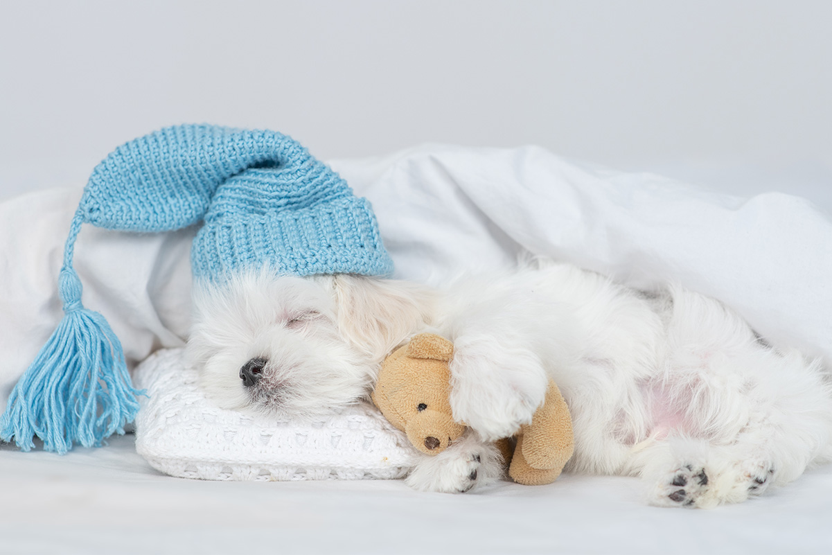 冬になると犬が朝起きない！寝てばかりいるけど病気の可能性は？