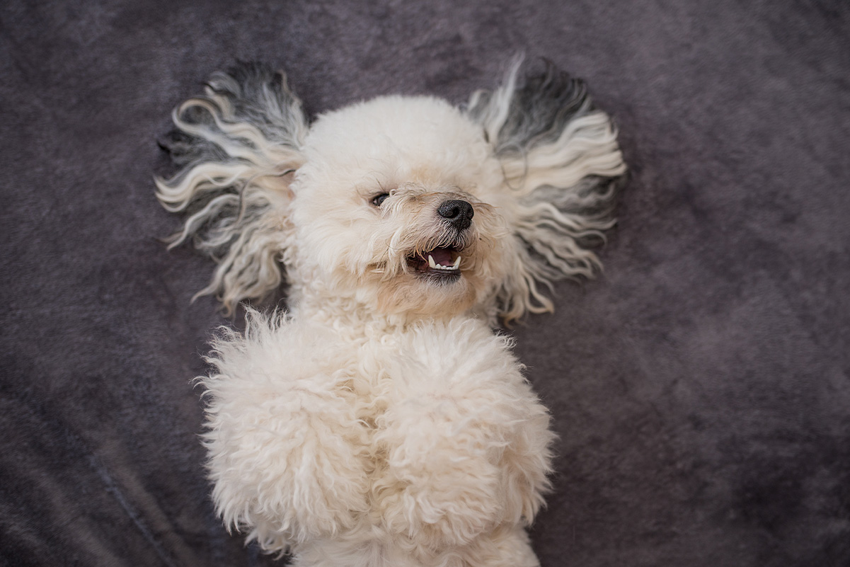 ついてくるのは大好きな証拠？犬が飼い主にやる甘えサイン5つ