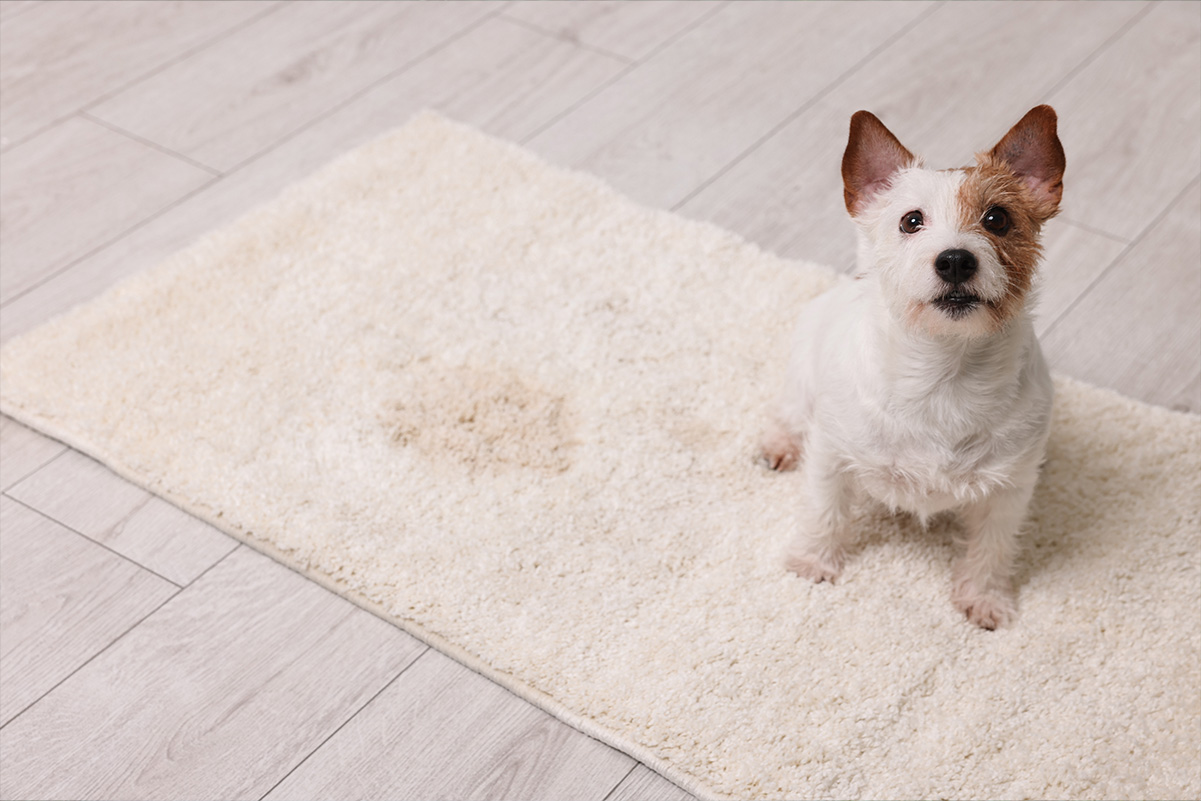 犬がうれしょんするのはなぜ？理由とやめさせる方法