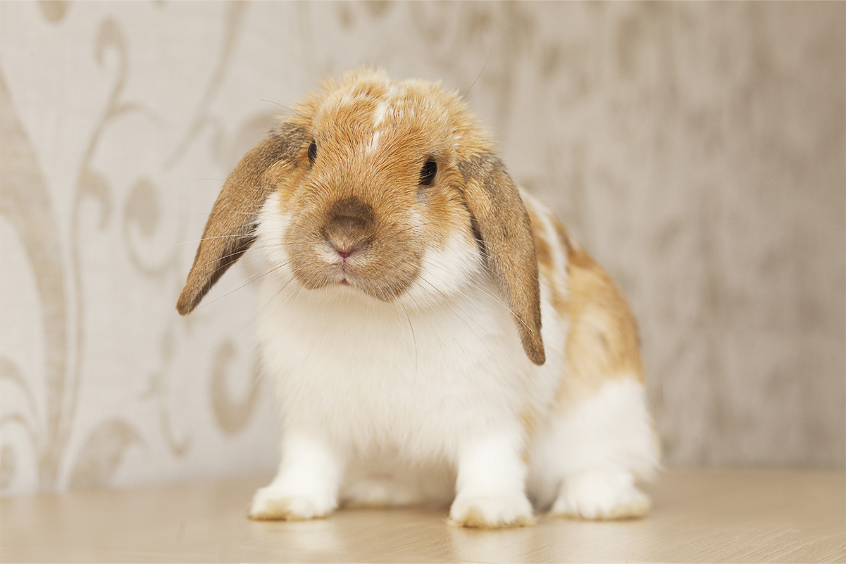 うさぎはどこを撫でられると喜ぶ？逆に触られたくない場所はどこ？