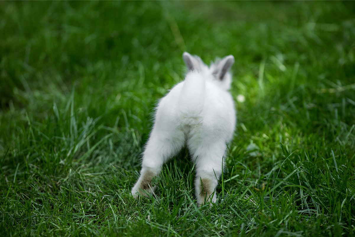 うさぎのジャンプ力はどれくらい？跳ぶ理由や注意点も解説！
