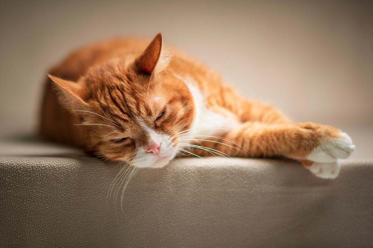 高齢猫のケア方法と注意点