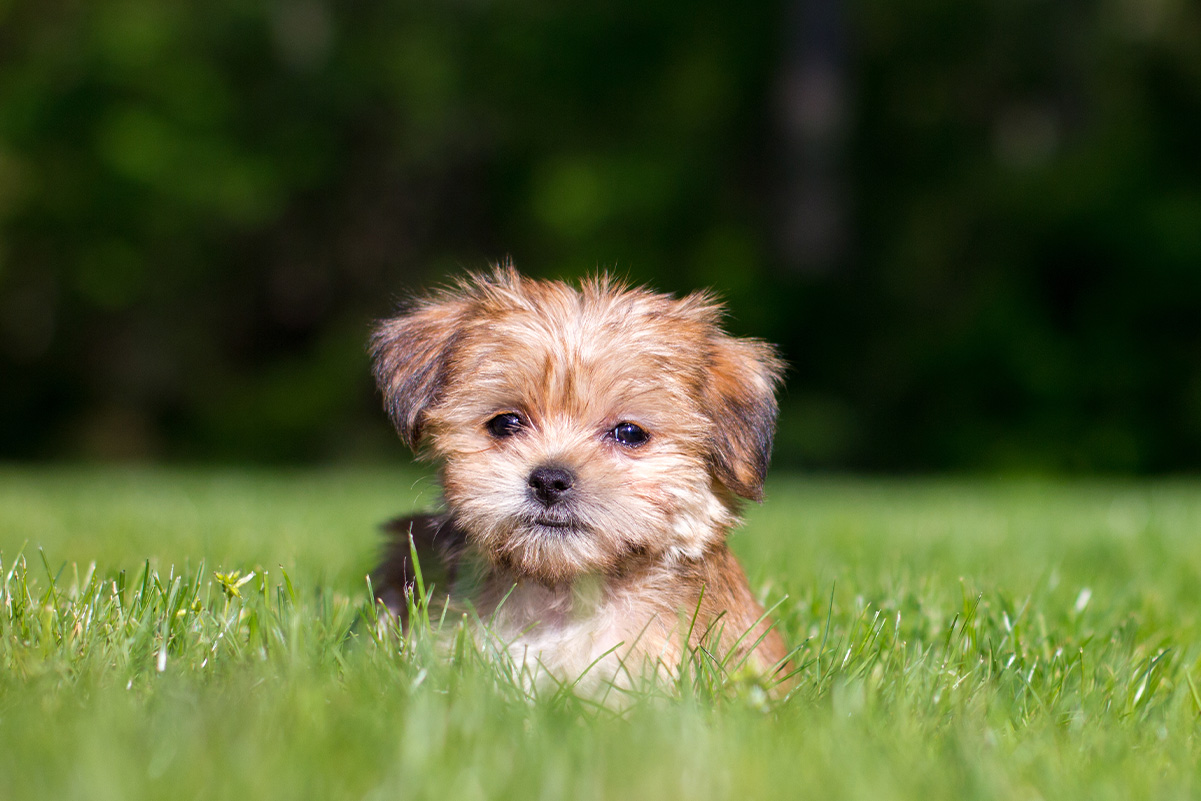 おいでと言っても来てくれない、、無視する犬への教え方とは？