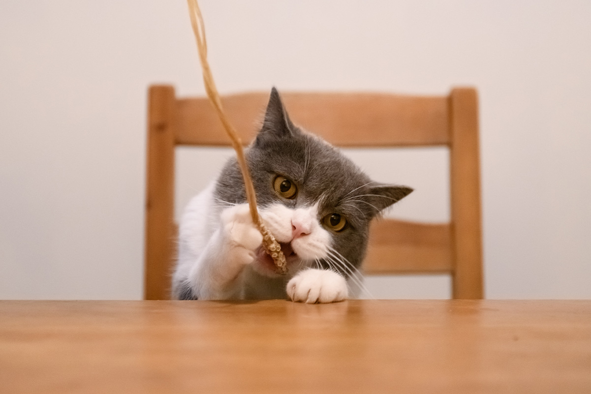 「猫にまたたび」虜になる魔法？与える上での注意点と危険性