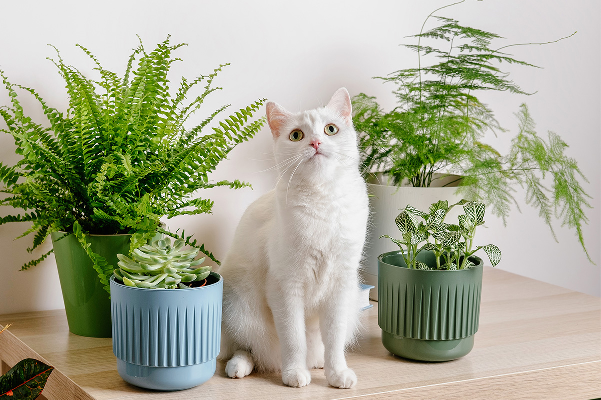 猫のためのインドアガーデニング安全な植物と育て方のポイント