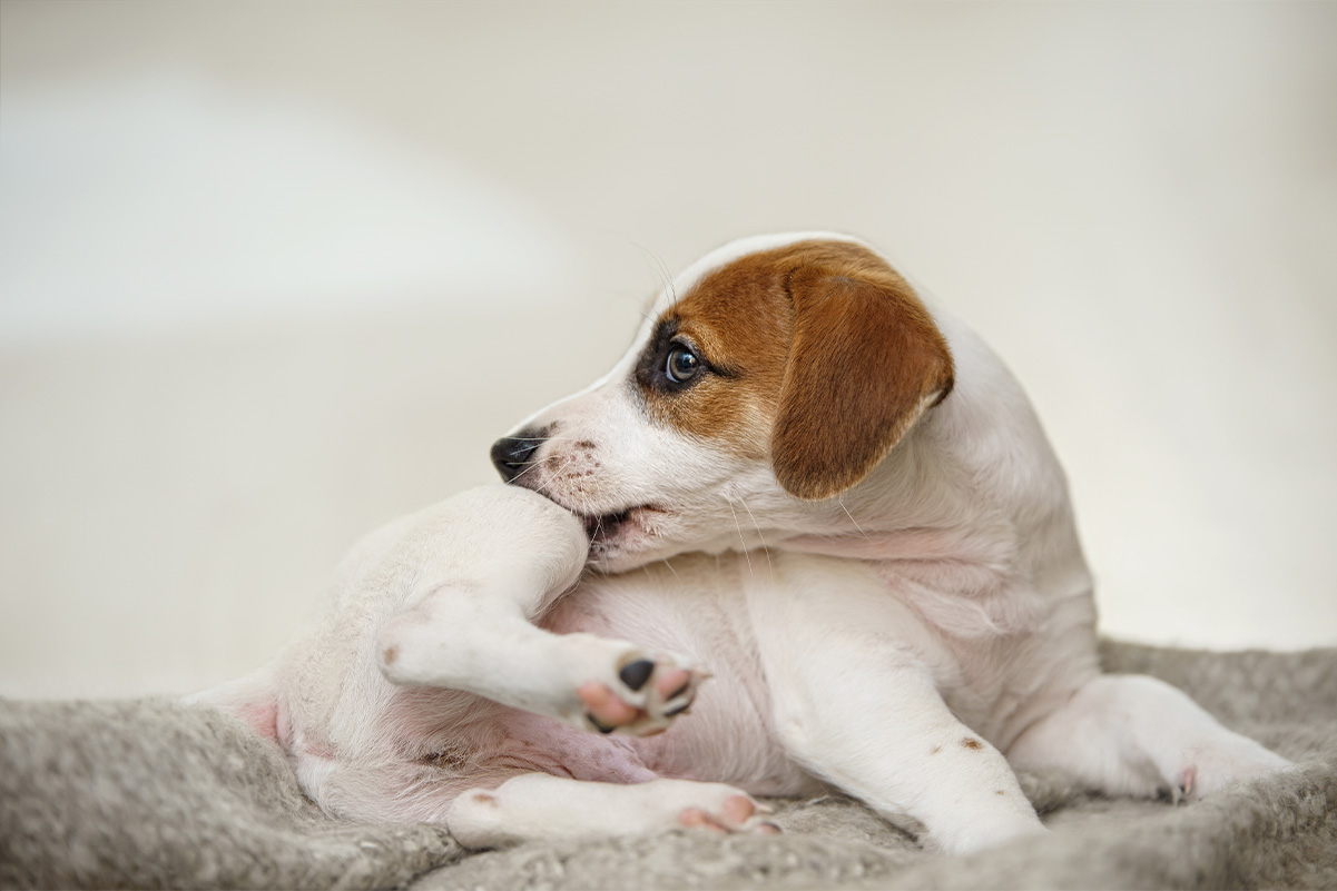 体がかゆい時にする犬の行動7つ。かゆいのはノミやダニのせい？