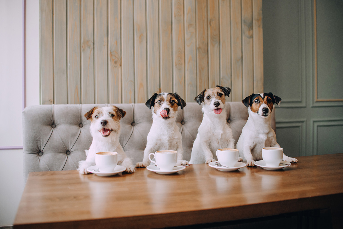 犬と楽しめるドッグフレンドリーカフェ！マナーや必要なグッズ