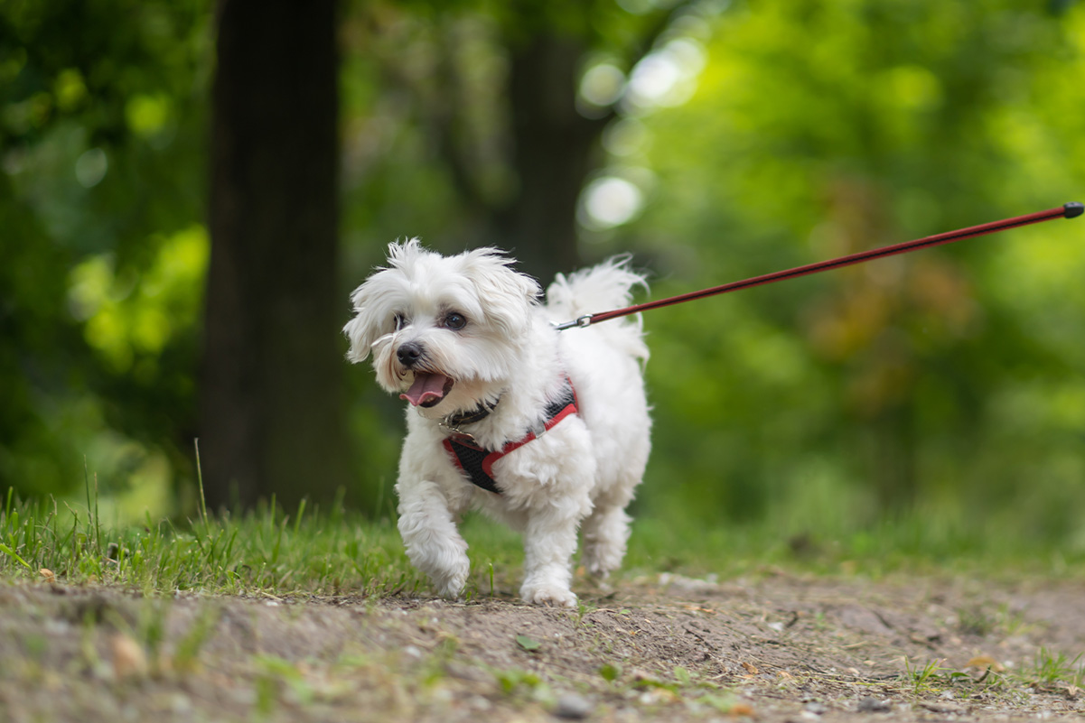 犬との散歩を楽しくする新しいルートや遊び方のアイデア