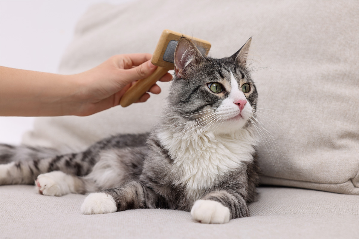 猫の毛玉対策 毛玉を防ぐためのブラッシングと食事管理