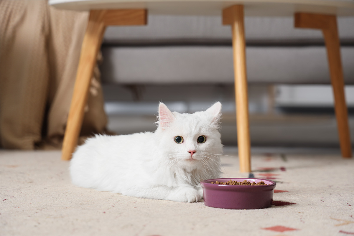 猫の食事と水分補給の重要性