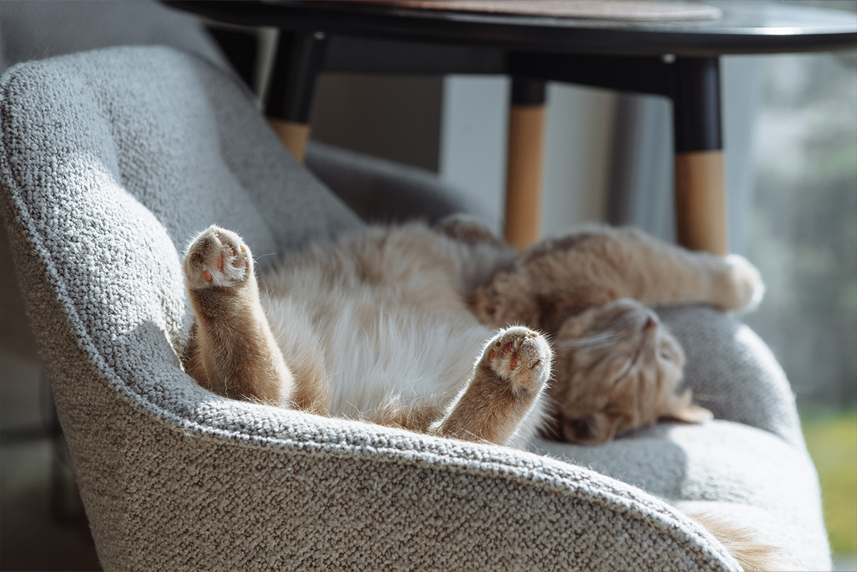 猫のためのリラックス法
