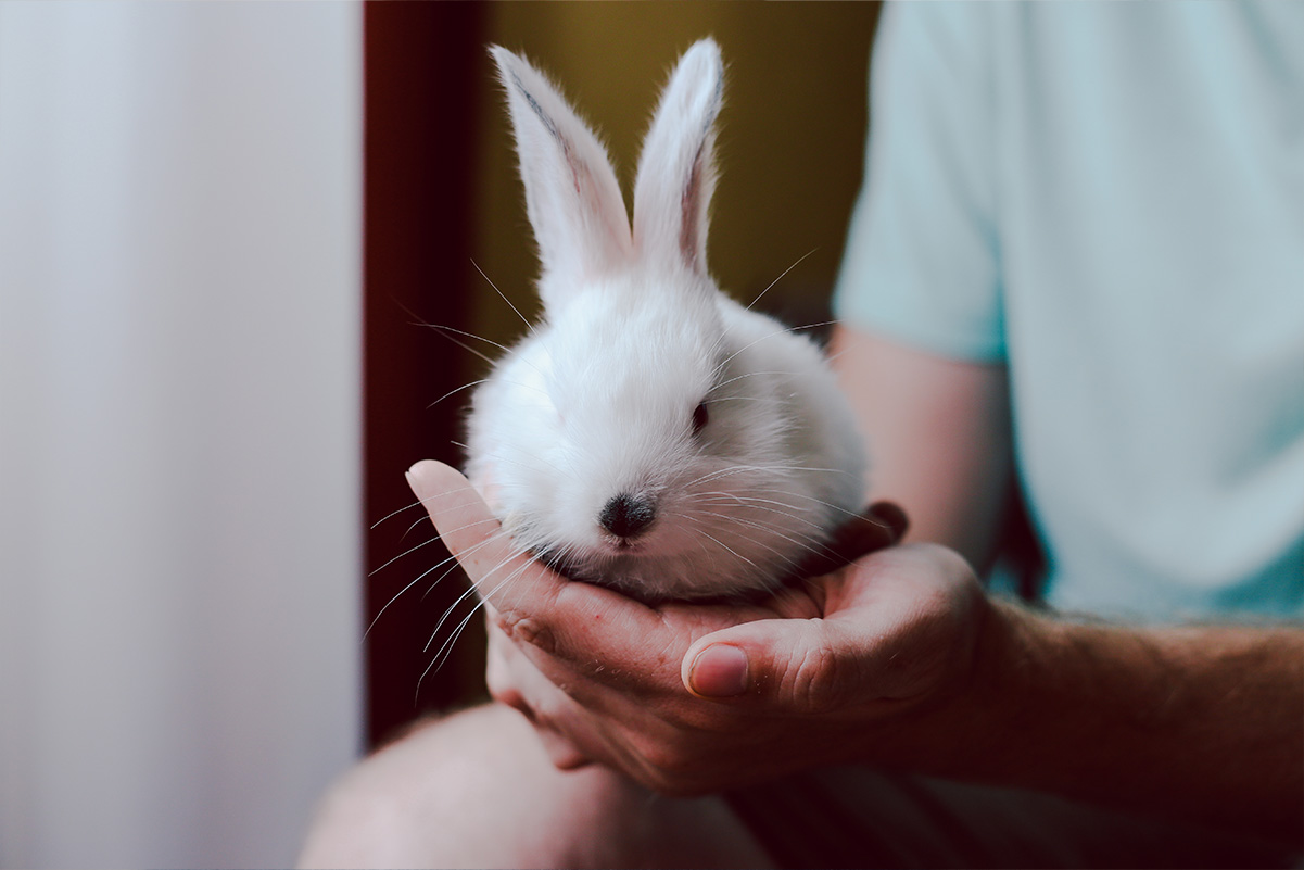 うさぎの撫でてアピール3つ。あざとかわいい姿に撫でずにはいられない！