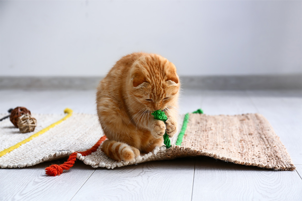 猫の適切な運動量と遊び方