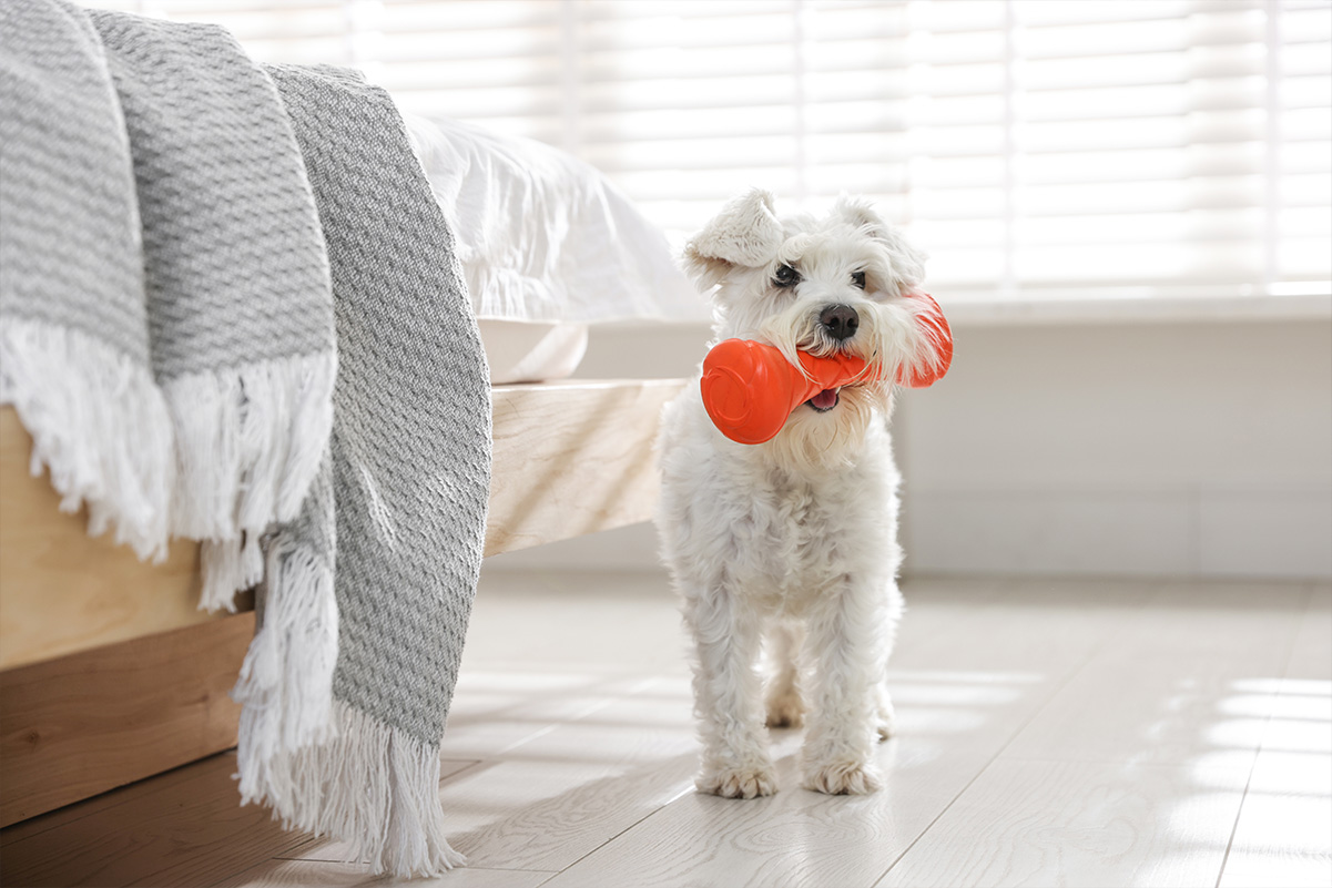 犬の知能開発！楽しみながら頭を使うおもちゃや遊び方