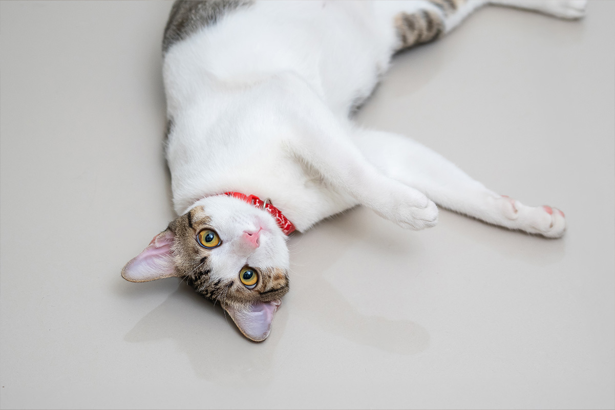 猫のためのリラックス法 自宅でできるリラックステクニック