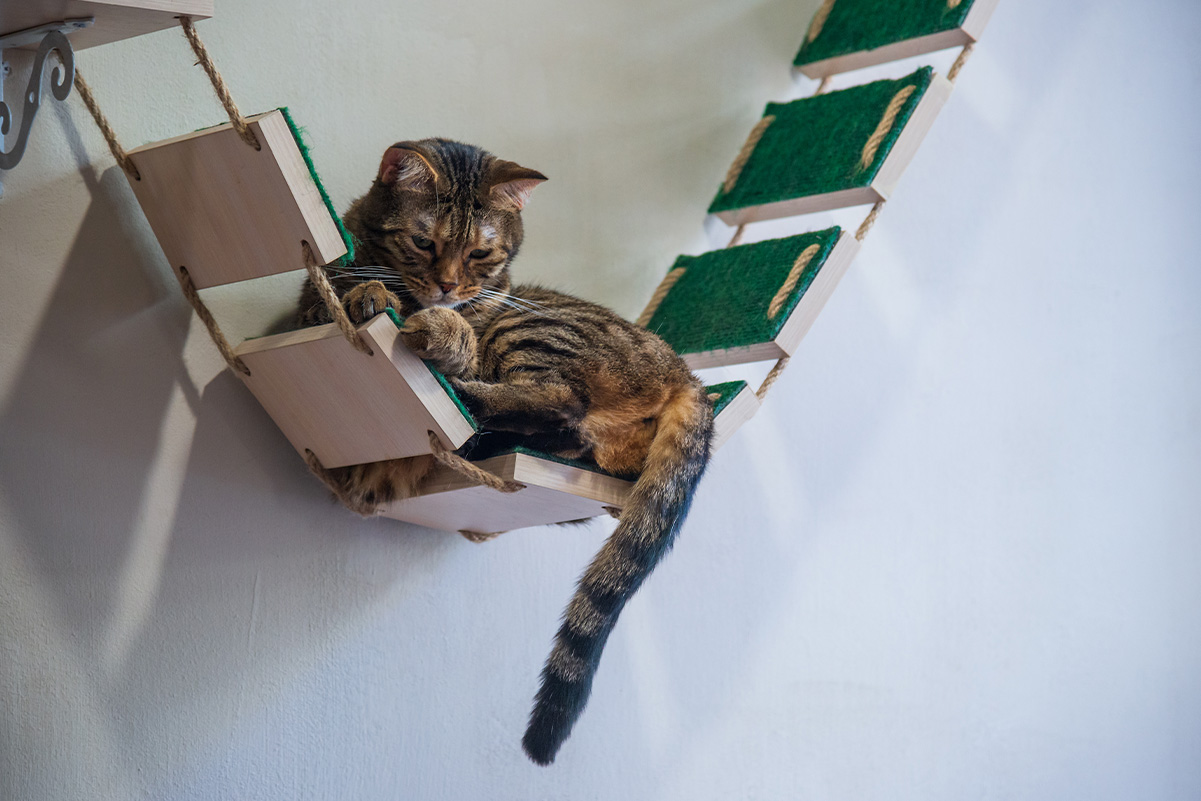 猫のためのDIYキャットウォーク 安全で楽しい空中遊具の作り方