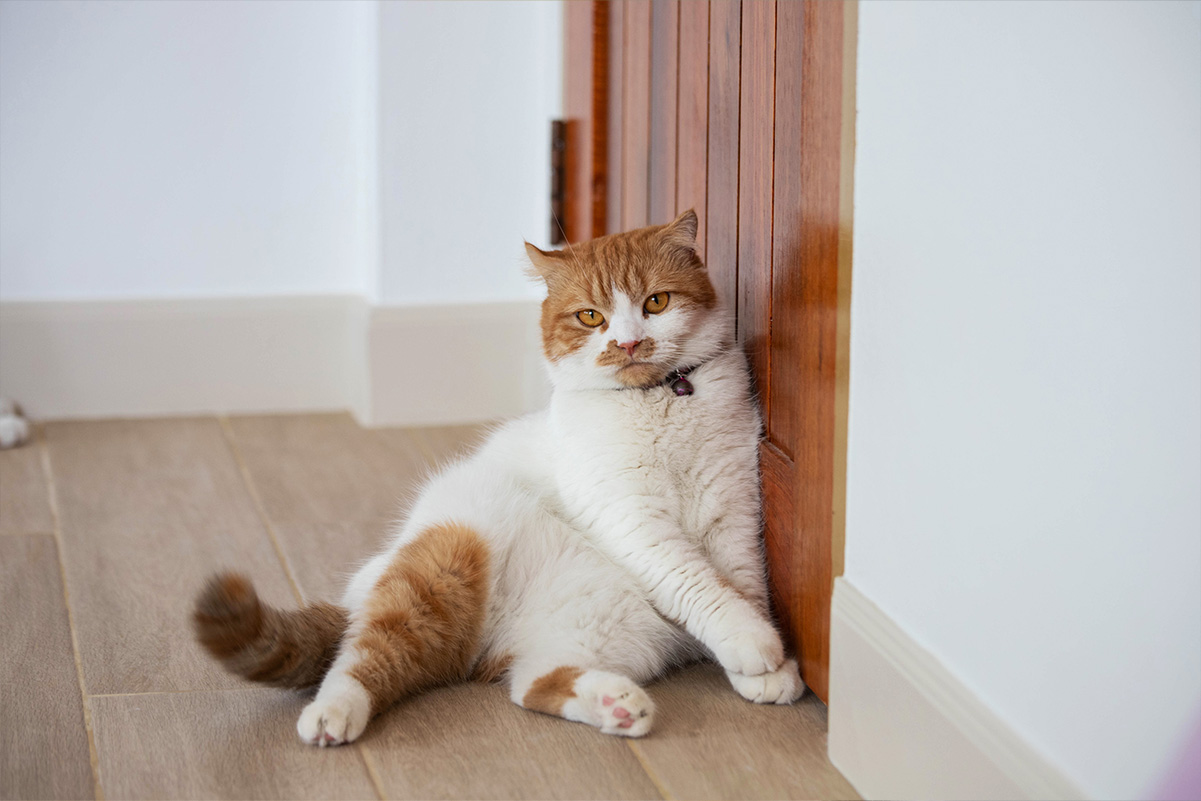 愛猫の不安と恐怖 飼い主が理解しておきたいポイント