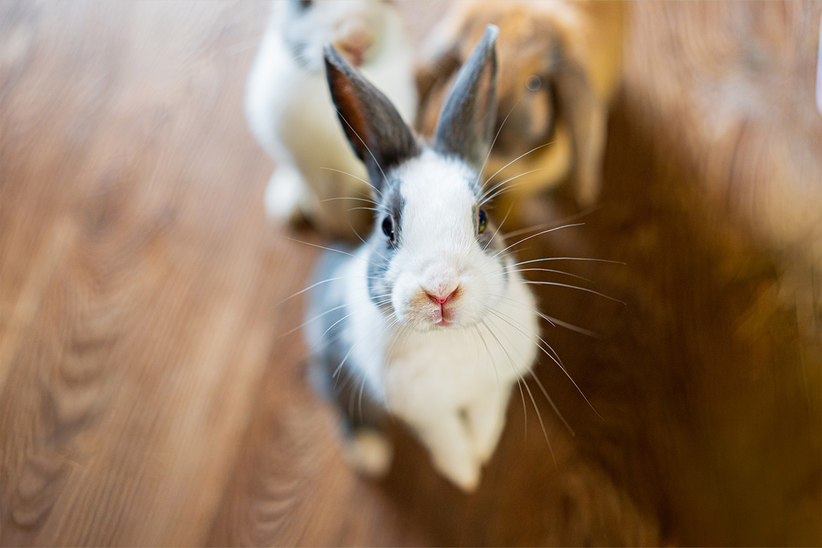寂しがり屋？留守番はできる？うさぎが寂しいときに見せる行動